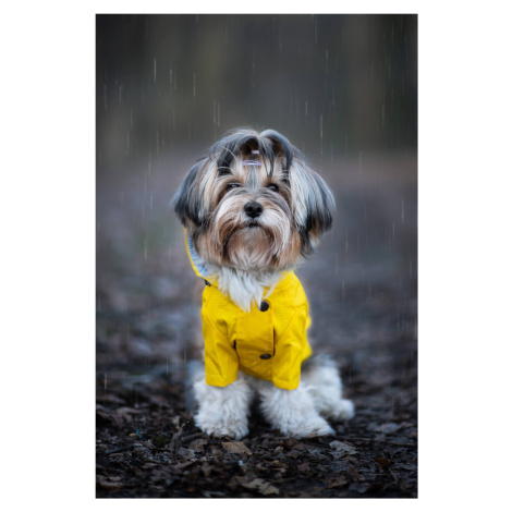 Vsepropejska Riska pláštěnka pro psa Barva: Žlutá, Délka zad (cm): 26, Obvod hrudníku: 34 - 38 c