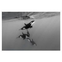 Fotografie Pod of female orcas, killer whales,, by wildestanimal, 40 × 26.7 cm