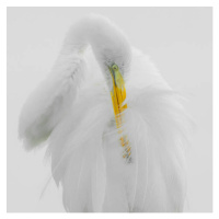 Fotografie Great White Heron High Key Preening, fotoguy22, 40 × 40 cm