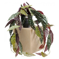 KARE Design Dekorativní rostlina Begonia 105cm