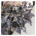 Buk lesní 'Rohan Weeping' květináč 5 litrů, výška 30/40cm, převislý, stromek