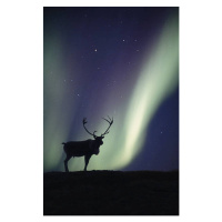 Fotografie Caribou bull  and Aurora Borealis,, Johnny Johnson, 26.7 × 40 cm