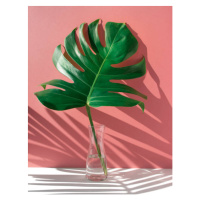 Ilustrace Monstera leaves in glass jug with, HAKINMHAN, 30 × 40 cm