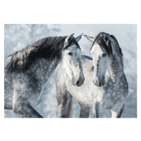 Fotografie Portrait of two spanish grey stallions, Abramova_Kseniya, 40x30 cm