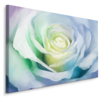 Plátno Bílá Růže Varianta: 40x30