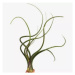 Tillandsia baileyi