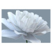 Fotografie Beauty tech flower, Andriy Onufriyenko, (40 x 26.7 cm)