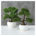 DekorStyle Bonsai v bílém květináči 33 cm