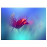 Fotografie Springtime, Juliana Nan, 40 × 30 cm