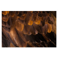 Fotografie Golden Eagle's feathers, Tim Platt, 40x26.7 cm