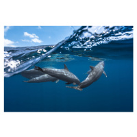 Fotografie Dolphins, Barathieu Gabriel, 40 × 26.7 cm