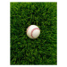 Fotografie Baseball in grass, Chris Stein, 30 × 40 cm