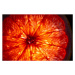 Fotografie Mature orange fruit slice back lit, Stefan Cristian Cioata, (40 x 26.7 cm)