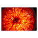 Fotografie Mature orange fruit slice back lit, Stefan Cristian Cioata, 40 × 26.7 cm