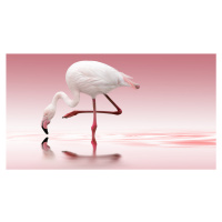 Umělecká fotografie Flamingo, Doris Reindl, (40 x 22.5 cm)