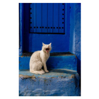 Fotografie Stray Cat Yawning in Chefchaouen, Morocco, Francesco Riccardo Iacomino, 26.7 × 40 cm