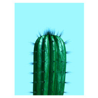 Ilustrace cactus1, Finlay & Noa, (30 x 40 cm)