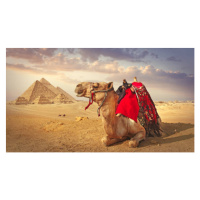 Fotografie Camel and the pyramids in Giza, narvikk, 40x22.5 cm