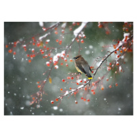 Fotografie First Snow, Hong Chen, 40 × 30 cm