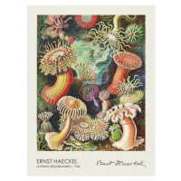 Obrazová reprodukce Actiniae–Seeanemonen (1904), Ernst Haeckel, 30 × 40 cm