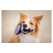 Vsepropejska Grigi vyčesávací kartáč pro psa | 19 cm Barva: Fialová