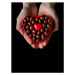 Fotografie Human hands holding red heart shaped, EujarimPhotography, 30 × 40 cm