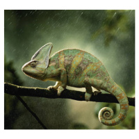 Fotografie Veiled chameleon  on branch during, Peter Finch, 40 × 35 cm