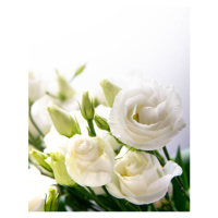 Fotografie Beautiful flower bouquet with white Lisianthus, Black Lollipop, 26.7 × 40 cm