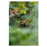 Fotografie Red deer, DamianKuzdak, 26.7x40 cm