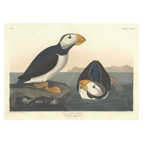 John James (after) Audubon - Obrazová reprodukce Large-billed Puffin, 1836, (40 x 30 cm)