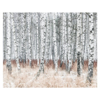 Fotografie Birch forest at winter, Johner Images, (40 x 30 cm)