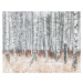 Umělecká fotografie Birch forest at winter, Johner Images, (40 x 30 cm)
