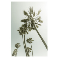 Umělecká fotografie Vintage Palm Trees in the sun, Melanie Viola, (26.7 x 40 cm)