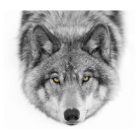 Fotografie Yellow eyes - Timber Wolf, Jim Cumming, 40 × 26.7 cm