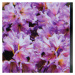 Pěnišník Inkarho® 'Dufthecke Lilac' květináč 5 litrů, výška 30/40cm, keř