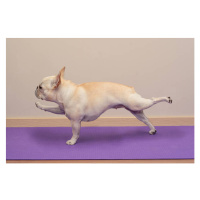 Fotografie French Bulldog in Yoga Pose -, BenGrantham, 40 × 26.7 cm