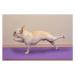 Fotografie French Bulldog in Yoga Pose -, BenGrantham, 40 × 26.7 cm