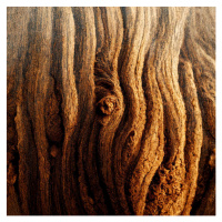 Fotografie Image Of Tree Bark Texture, Nenov, (40 x 40 cm)