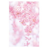 Umělecká fotografie Close-up of pink cherry blossom, Yuki Hanayama / 500px, (26.7 x 40 cm)