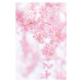 Fotografie Close-up of pink cherry blossom, Yuki Hanayama / 500px, (26.7 x 40 cm)