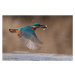 Fotografie Close-up of common kingfisher flying over lake, ericaengland2020 / 500px, 40 × 26.7 c