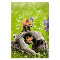 Umělecká fotografie Cute red fox pups play in field of flowers, jimkruger, (26.7 x 40 cm)