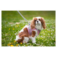 Vsepropejska Dumo postroj pro psa s vodítkem | 26 – 43 cm Barva: Růžová, Obvod hrudníku: 36 - 39