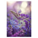 Fotografie Close-up of butterfly on purple flowers,Russia, Dana Sh / 500px, 26.7 × 40 cm