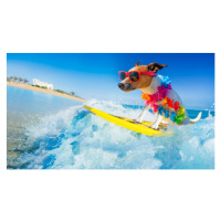 Fotografie dog surfing on a wave, damedeeso, (40 x 22.5 cm)