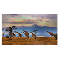 Fotografie Herd of Reticulated giraffes in front, Manoj Shah, 40x22.5 cm