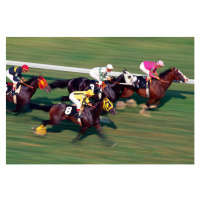 Fotografie Thoroughbred horse race on turf, Greg Pease, 40 × 26.7 cm