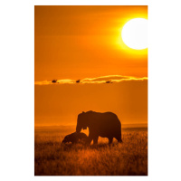 Umělecká fotografie The Mighty World of Elephants!, Nilesh Shah, (26.7 x 40 cm)