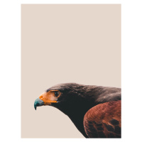 Fotografie Bird of prey, Finlay & Noa, (30 x 40 cm)