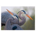 Fotografie Blue Herons, Mirenchu A Fernandez, 40 × 30 cm